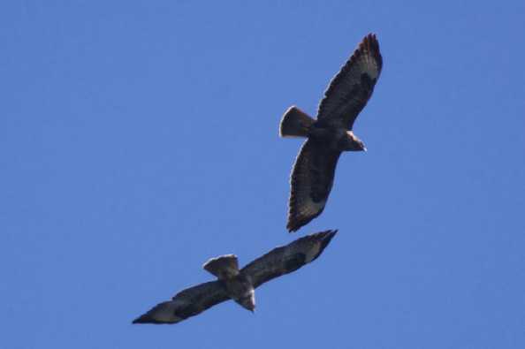 16 July 2020 - 15-02-51

----------------------------
Two buzzards over Dartmouth